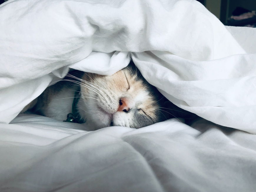 Warum schlafen Katzen so gerne bei uns im Bett?