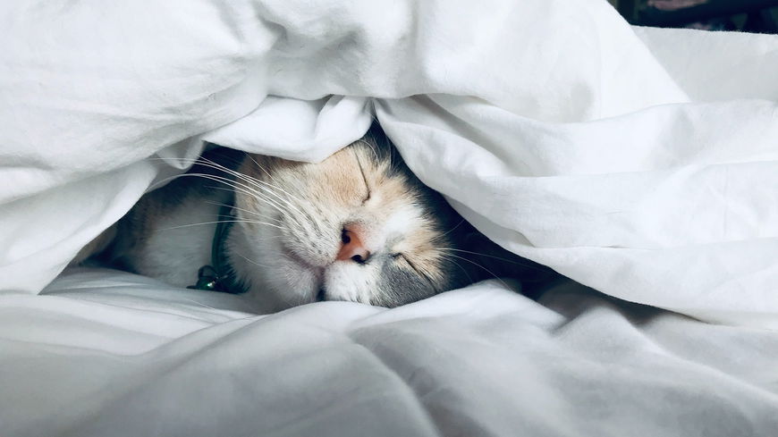 Darum lieben es Katzen, bei uns im Bett zu schlafen