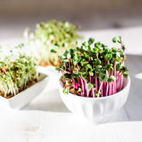 Microgreens Rezepte: Alles über das neue Superfood