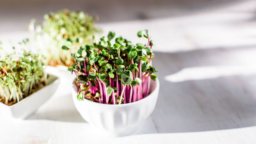 Microgreens Rezepte: Alles über das neue Superfood