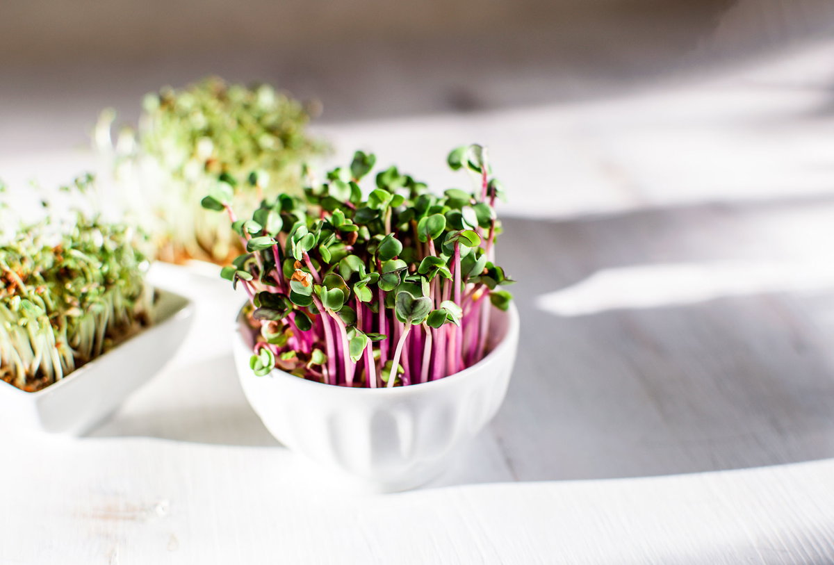 Kleine weiße Schalen mit Microgreens