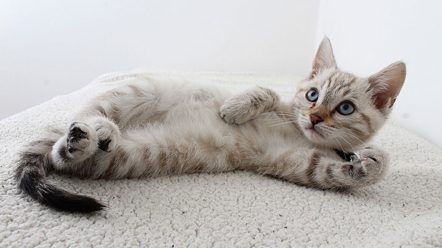 Missverständnisse von Katzen und Menschen