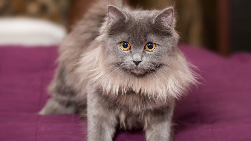 5 Katzenrassen, die sehr alt werden