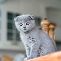 Diese 5 Katzenrassen sind wie Hunde