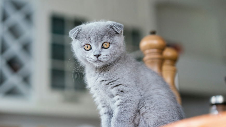 Diese 5 Katzenrassen sind wie Hunde