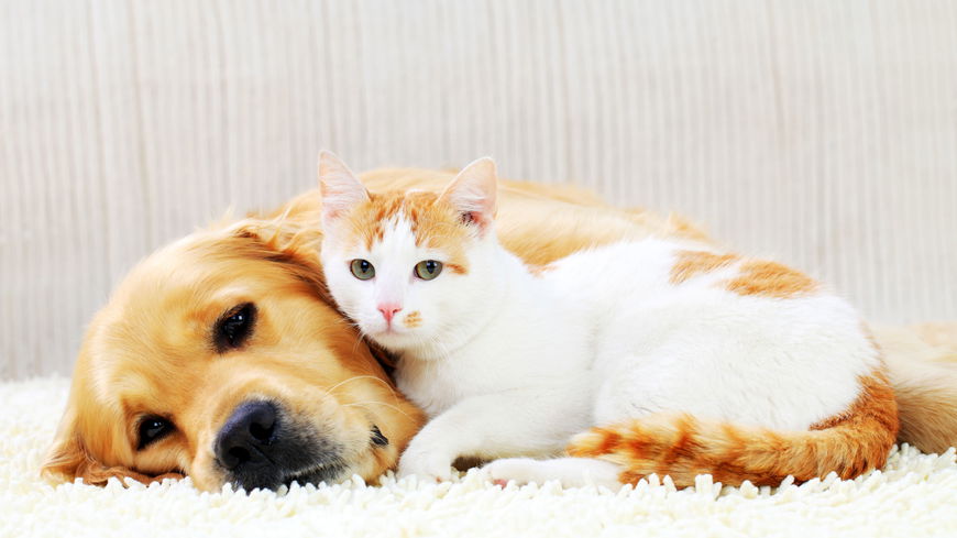 5 Hunderassen, die Katzen mögen