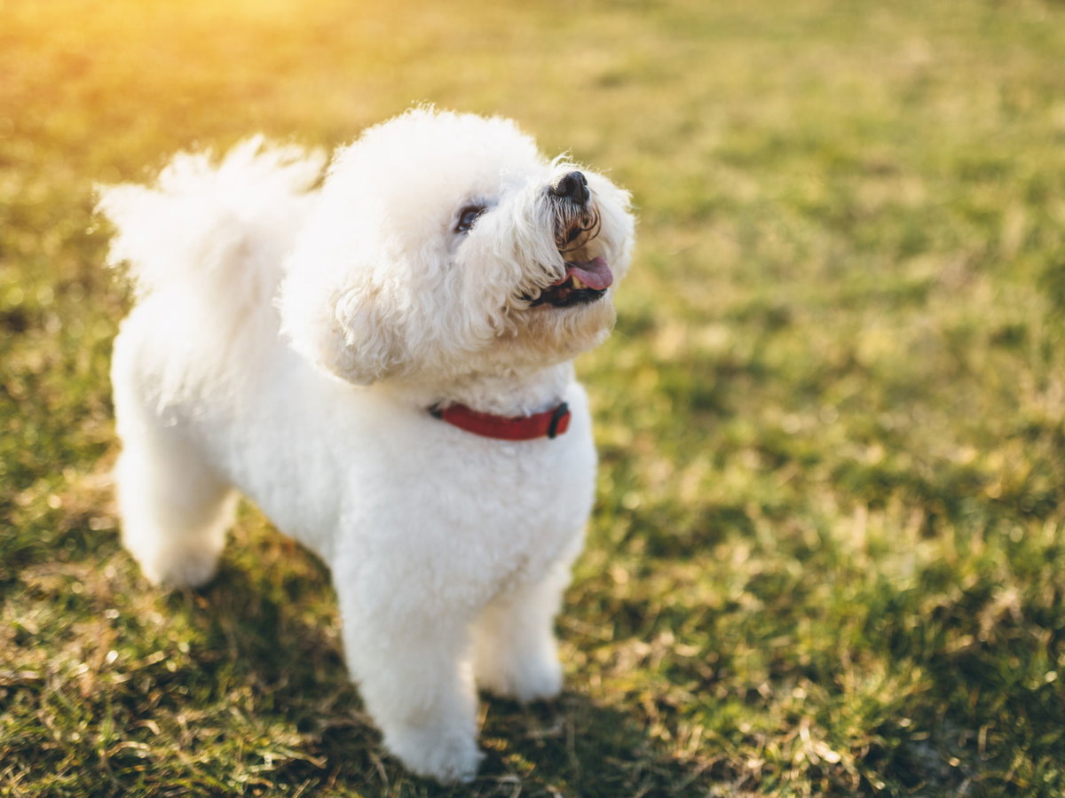 Weißer Bichon Frisé guckt nach oben.