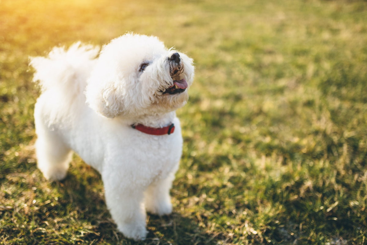 Weißer Bichon Frisé guckt nach oben.