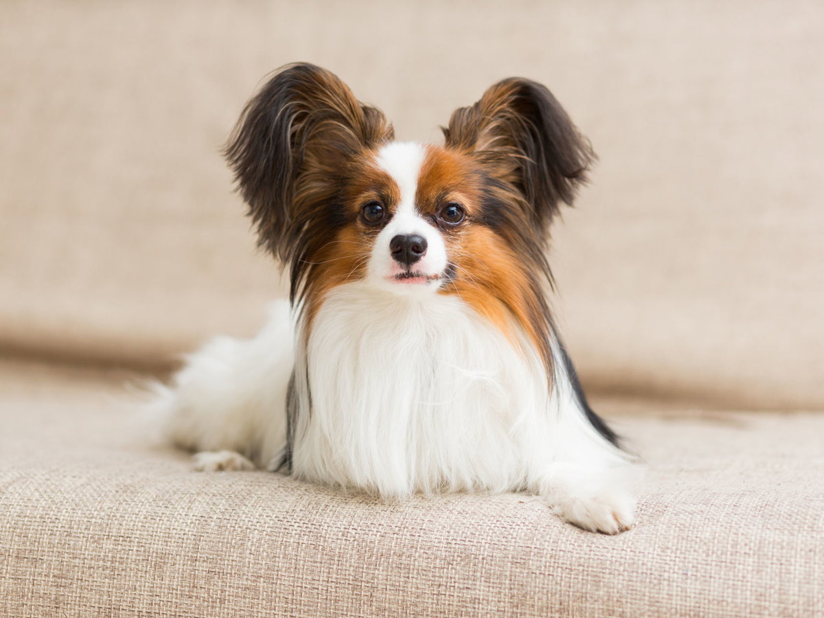 Papillon mit weiß-braunem Fell.