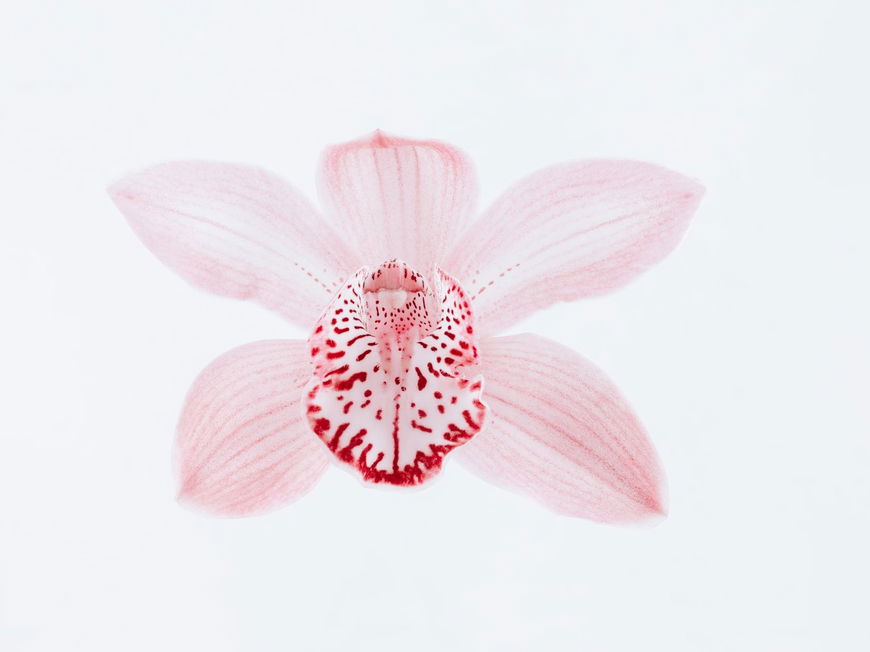 Blühende Orchidee: DARUM ist die intensive Sexstellung so beliebt