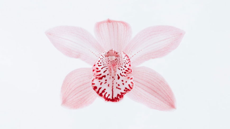 Blühende Orchidee: DARUM ist die intensive Sexstellung so beliebt