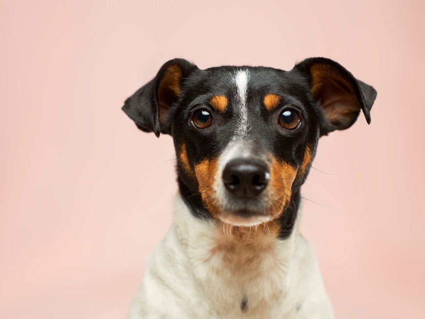 DIESE Eigenschaften übernimmt dein Hund von dir – laut Studie