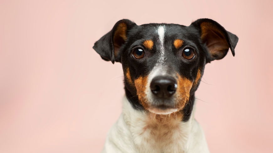 DIESE Eigenschaften übernimmt dein Hund von dir – laut Studie