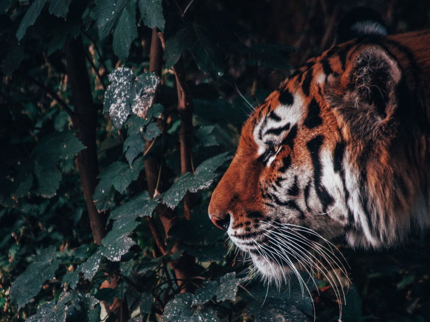 Tigerbalsam: Alles über das Wundermittel