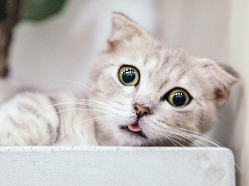 7 Dinge, die Katzen nicht mögen