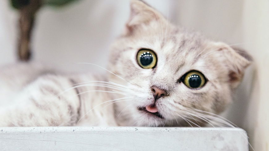 7 Dinge, die Katzen nicht mögen