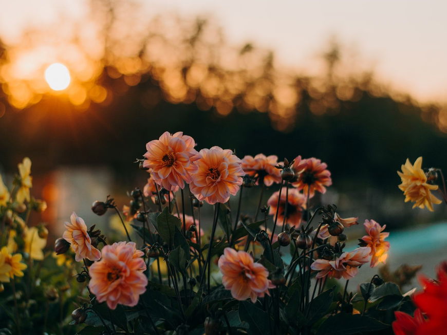 DAS sagt deine Lieblingsblume über dich aus