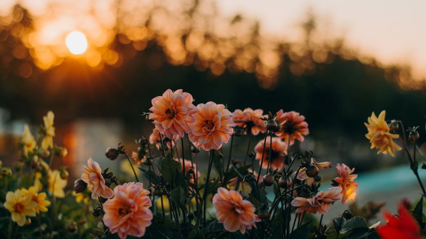 DAS sagt deine Lieblingsblume über dich aus
