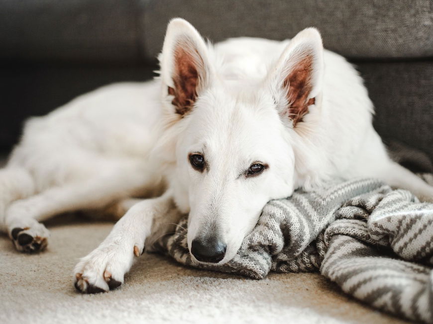 Was die Schlafposition deines Hundes über seinen Charakter verrät