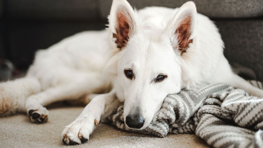 Was die Schlafposition deines Hundes über seinen Charakter verrät