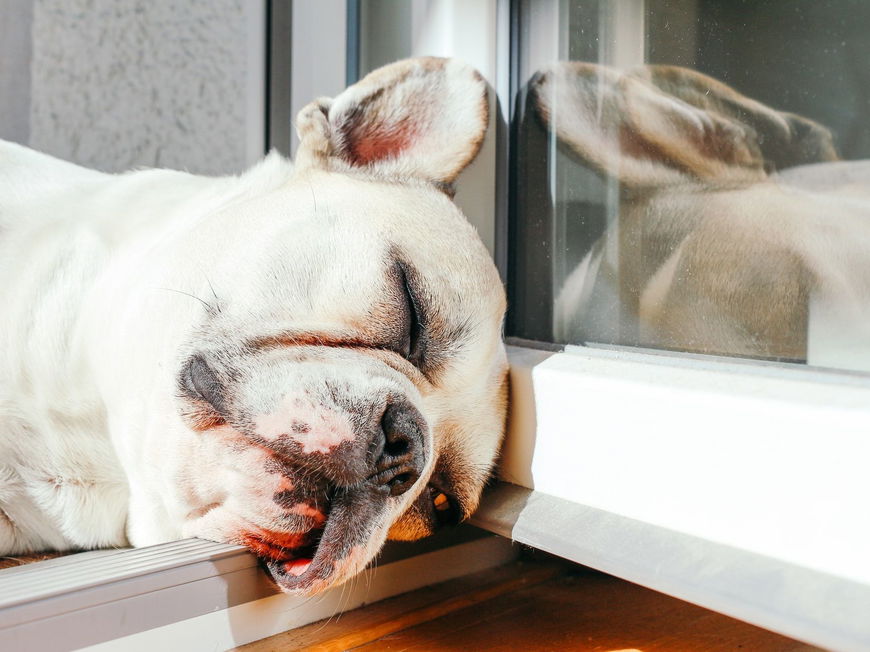 Vorsicht! Auch Hunde können einen Sonnenbrand bekommen
