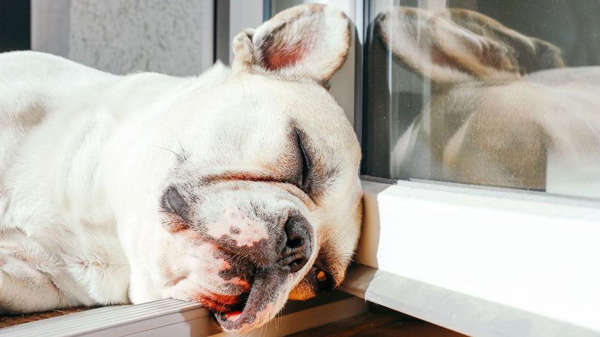 Vorsicht! Auch Hunde können einen Sonnenbrand bekommen