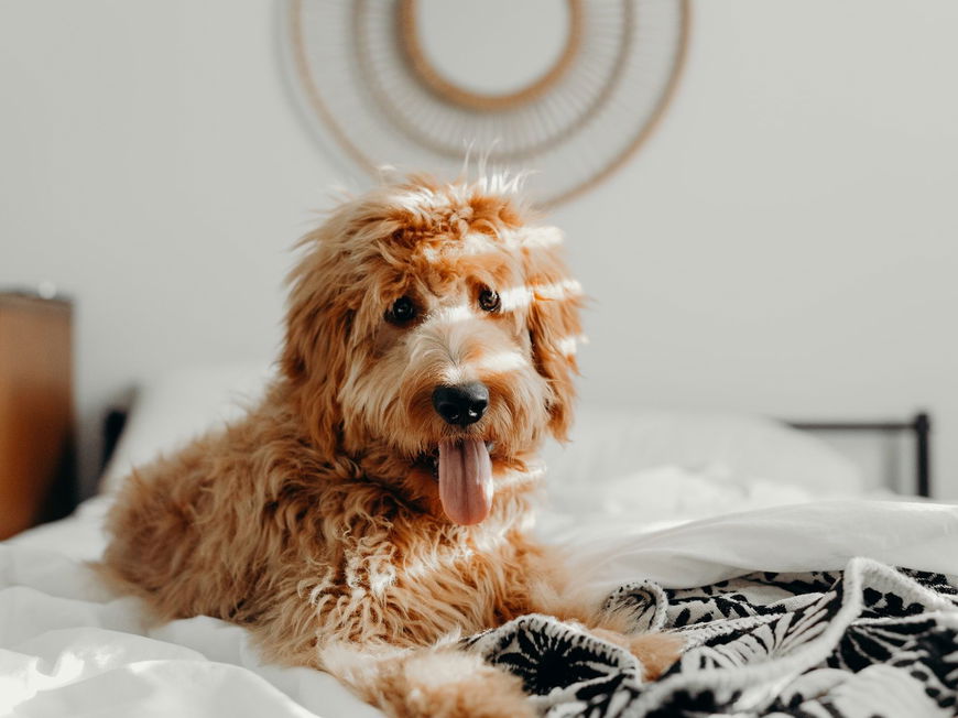 Aus DIESEM Grund dürfen Hunde keine Schokolade essen