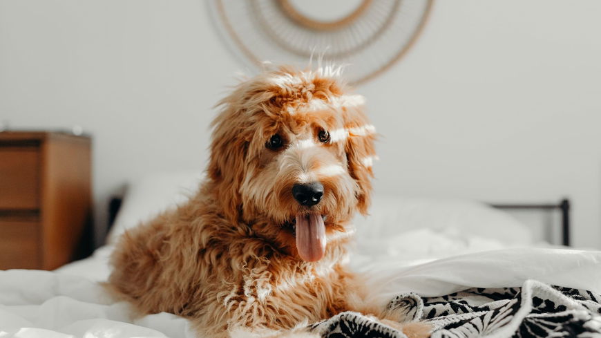 Aus DIESEM Grund dürfen Hunde keine Schokolade essen