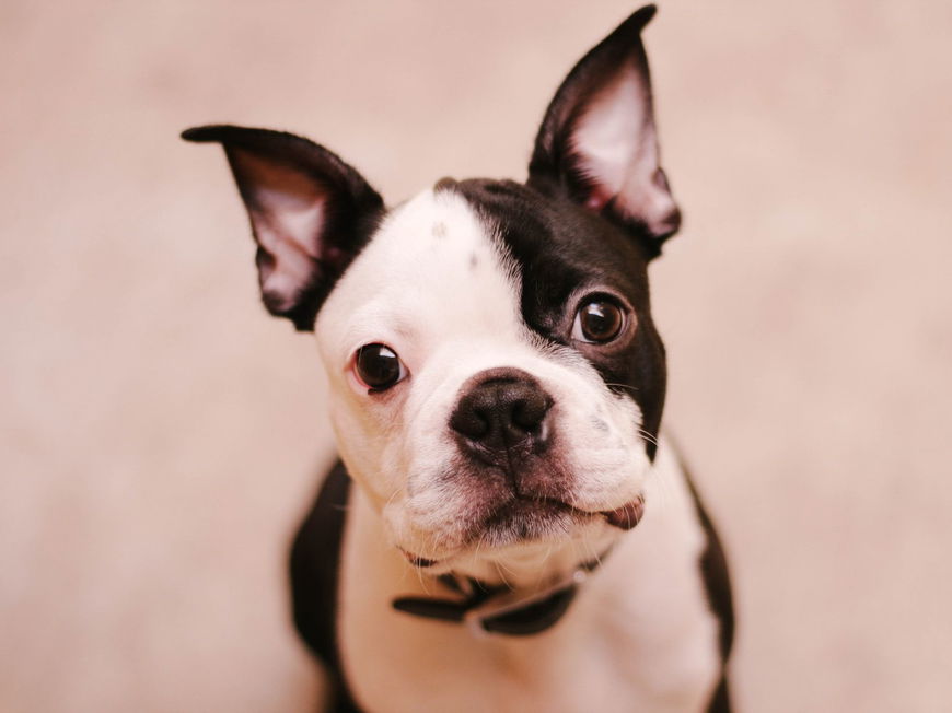 Darum neigt dein Hund seinen Kopf, wenn du mit ihm sprichst