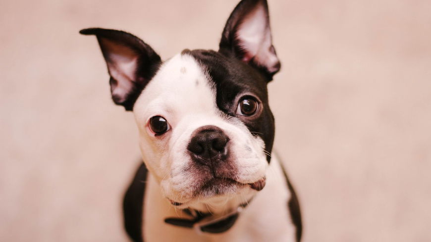 Darum neigt dein Hund seinen Kopf, wenn du mit ihm sprichst