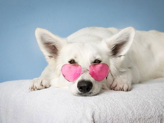 Darum sind Klimaanlagen für Hund und Katze so gefährlich