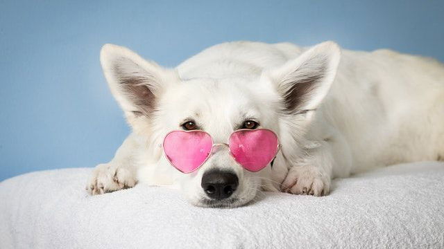 Klimaanlagen – DARUM sind sie für Hund und Katze so gefährlich
