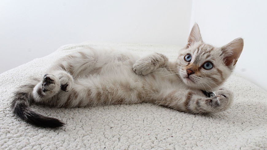 Aus DIESEM Grund zeigt dir deine Katze so gerne ihren Hintern