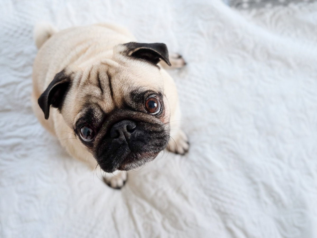 Mops