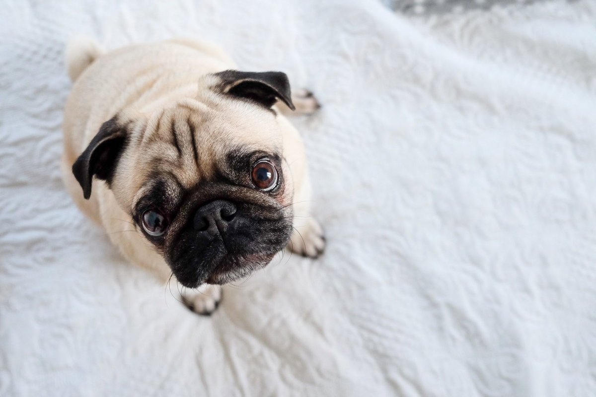 Mops