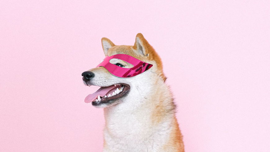 An DIESEN Details erkennst du, dass deinem Hund langweilig ist