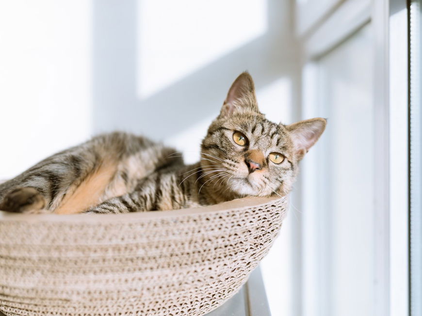 Dinge, die du deiner Katze gegenüber NIE tun solltest