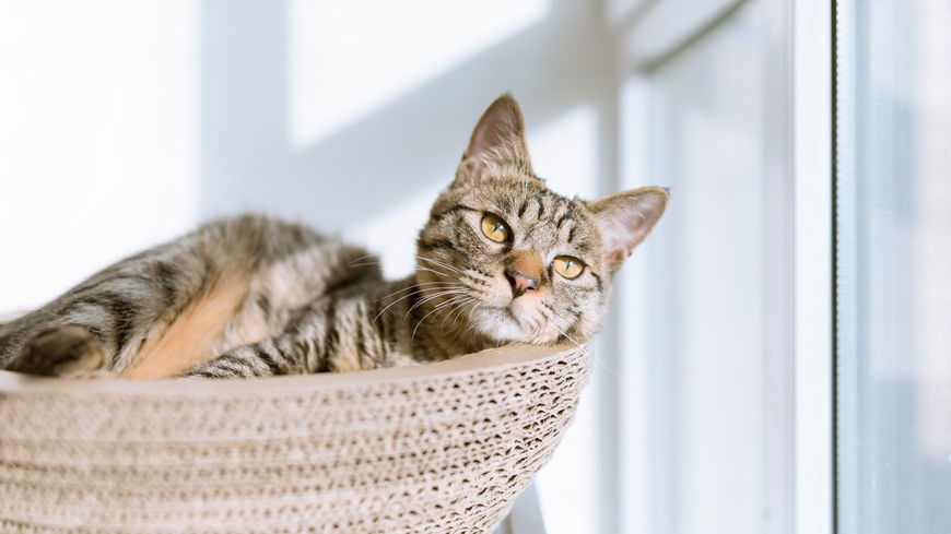 6 Dinge, die du deiner Katze gegenüber NIE tun solltest