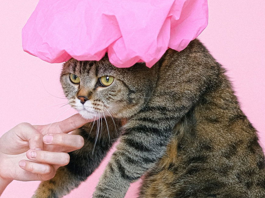 5 Tipps für glänzendes Katzenfell