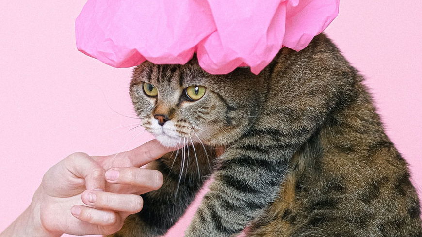 5 Tipps für glänzendes Katzenfell
