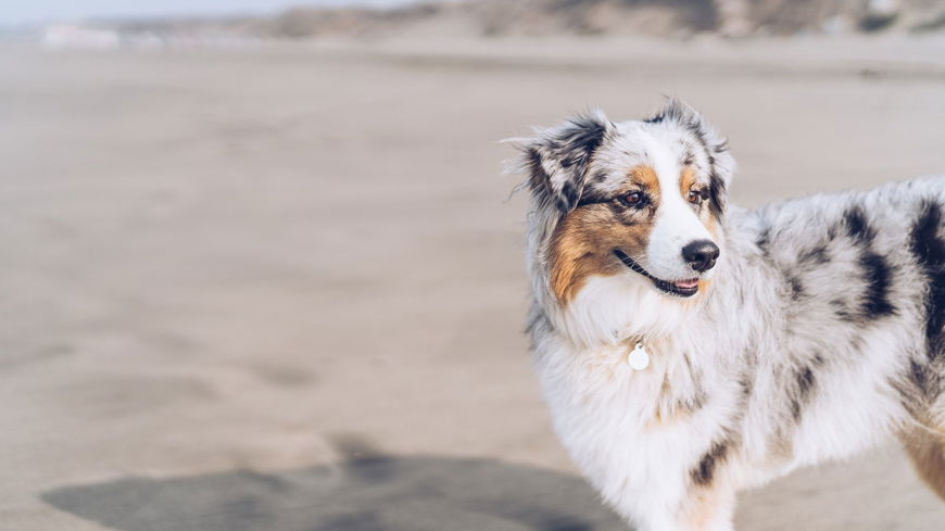 An DIESEN Anzeichen erkennst du, ob dein Hund glücklich ist
