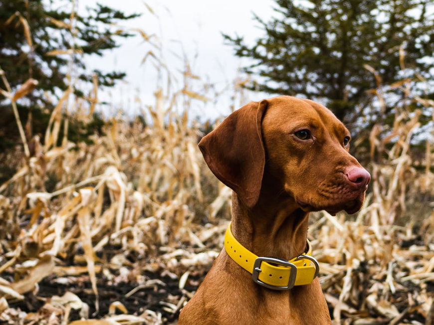 Vorsicht! DARUM solltest du mit deinem Hund niemals durch ein Maisfeld spazieren