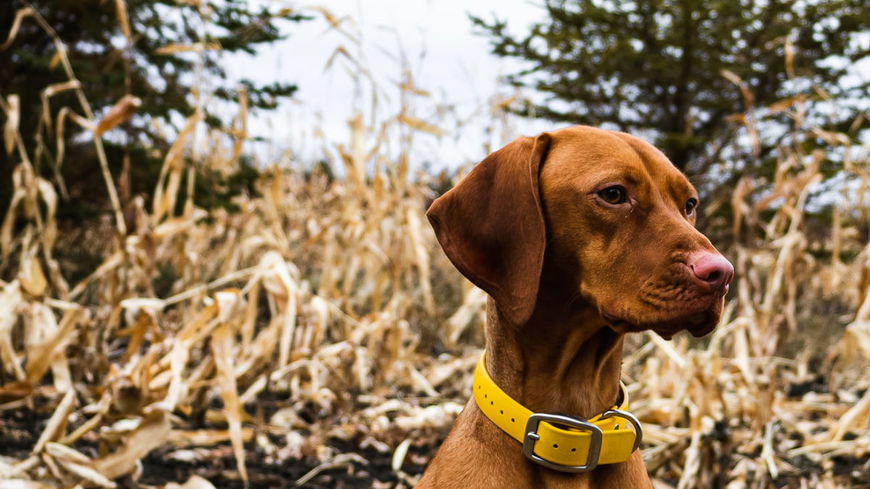 Vorsicht! DARUM solltest du mit deinem Hund niemals durch ein Maisfeld spazieren