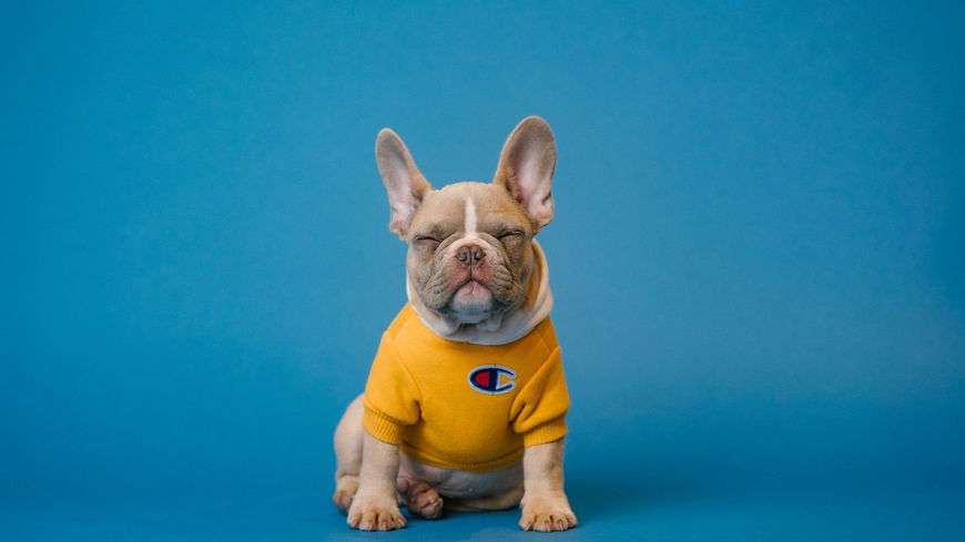 Können Hunde in die Pubertät kommen?