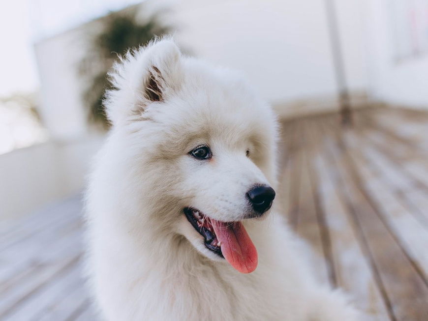 5 Gründe, warum dein Hund dich ableckt
