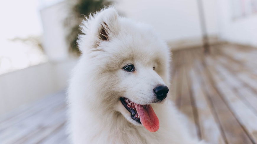 5 Gründe, warum dein Hund dich ableckt