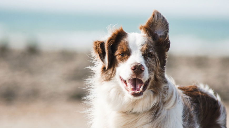 3 süße Gründe, warum dein Hund dir zuzwinkert