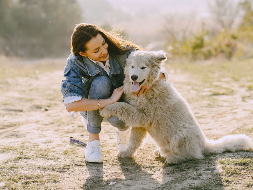 4 süße Gründe, warum dir dein Hund seine Pfote gibt