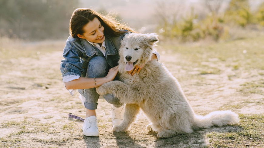 4 süße Gründe, warum dir dein Hund seine Pfote gibt