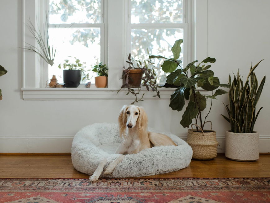 Das bedeutet es, wenn dein Hund DIESE verrückten Dinge tut